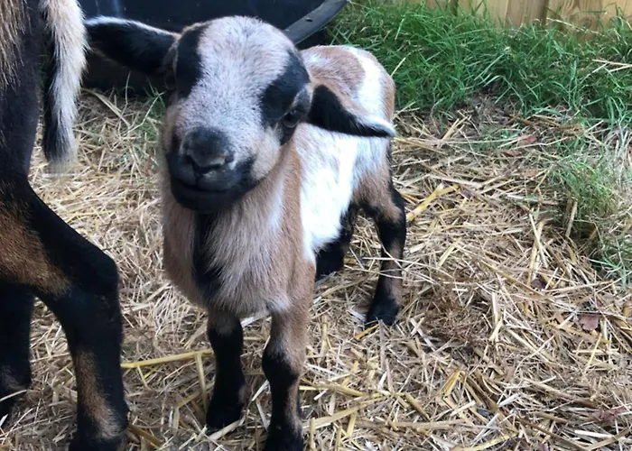 Le Pré D'olonne Olonne-sur-Mer